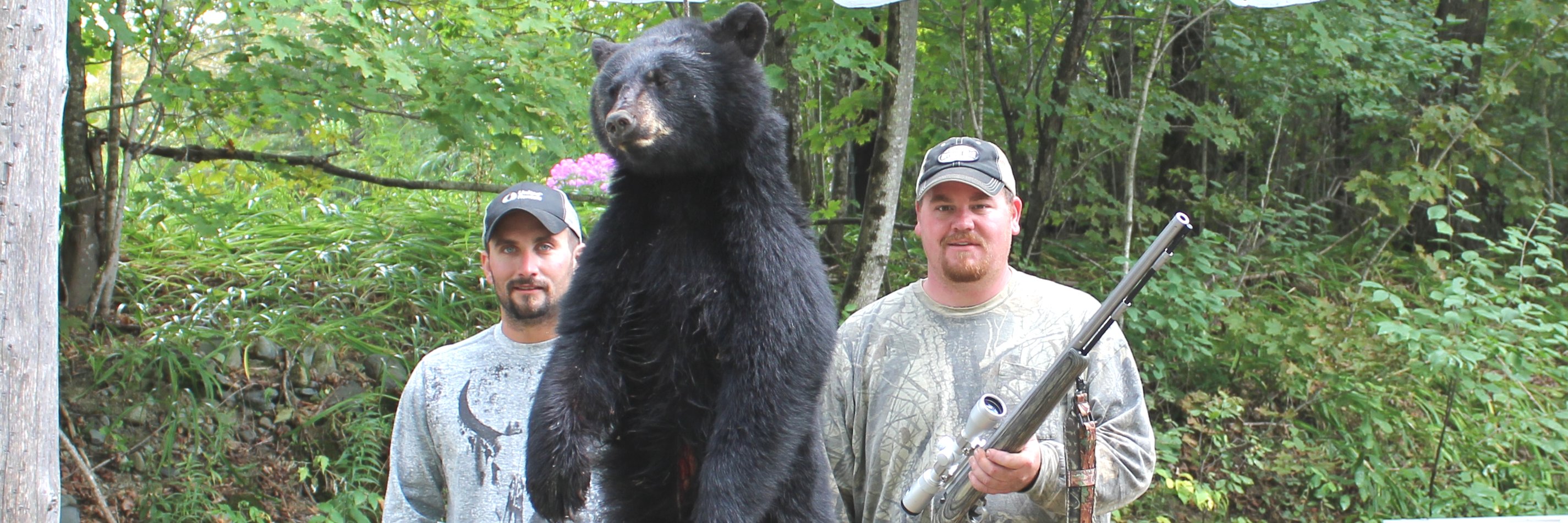 Bear Hunts in Maine's Katahdin & Moosehead Region Foggy Mountain
